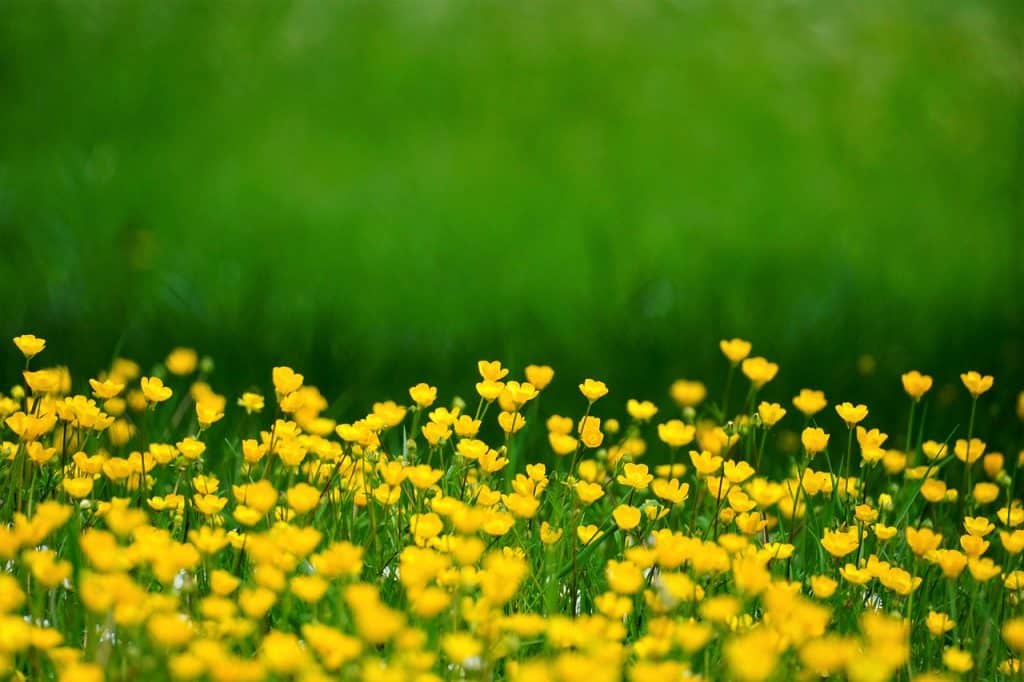 le vert et le jaune, symbole de rêve éveillé libre