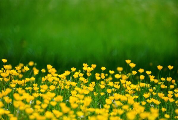 le vert et le jaune, symbole de rêve éveillé libre