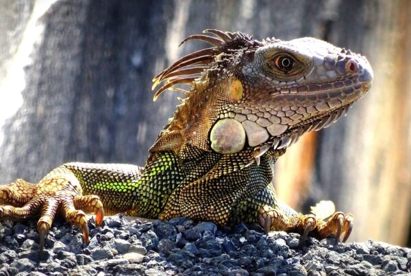 le lézard, symbole de rêve éveillé libre