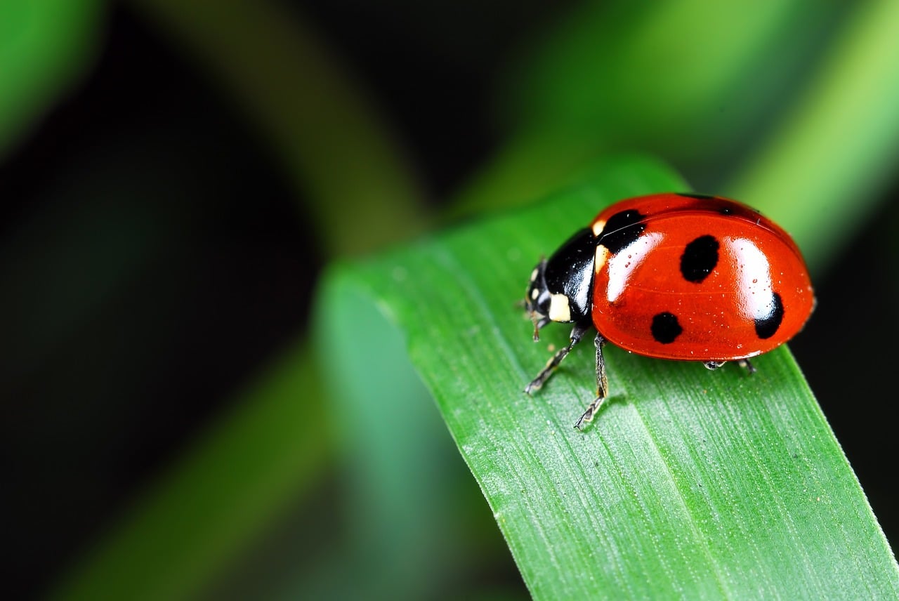 La coccinelle