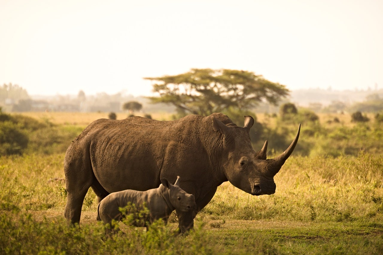 Le rhinocéros