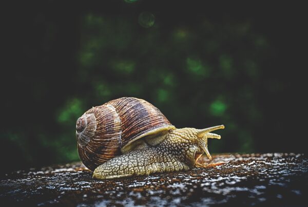 escargot, symbole de Rêve Eveillé Libre